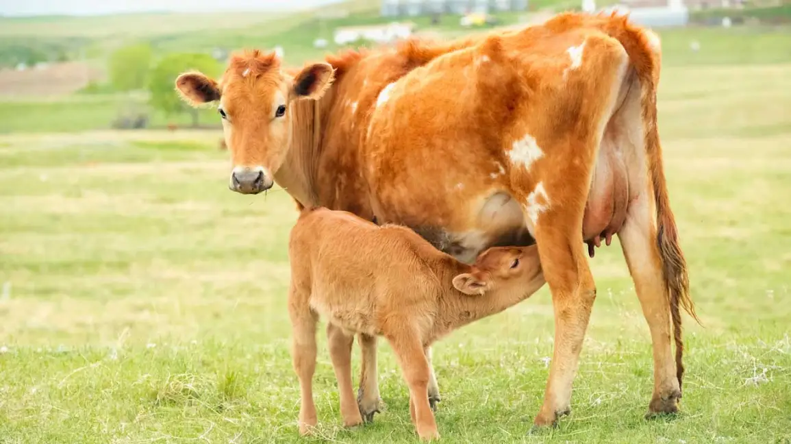 Colostrum het vloeibare goud van onze voorouders