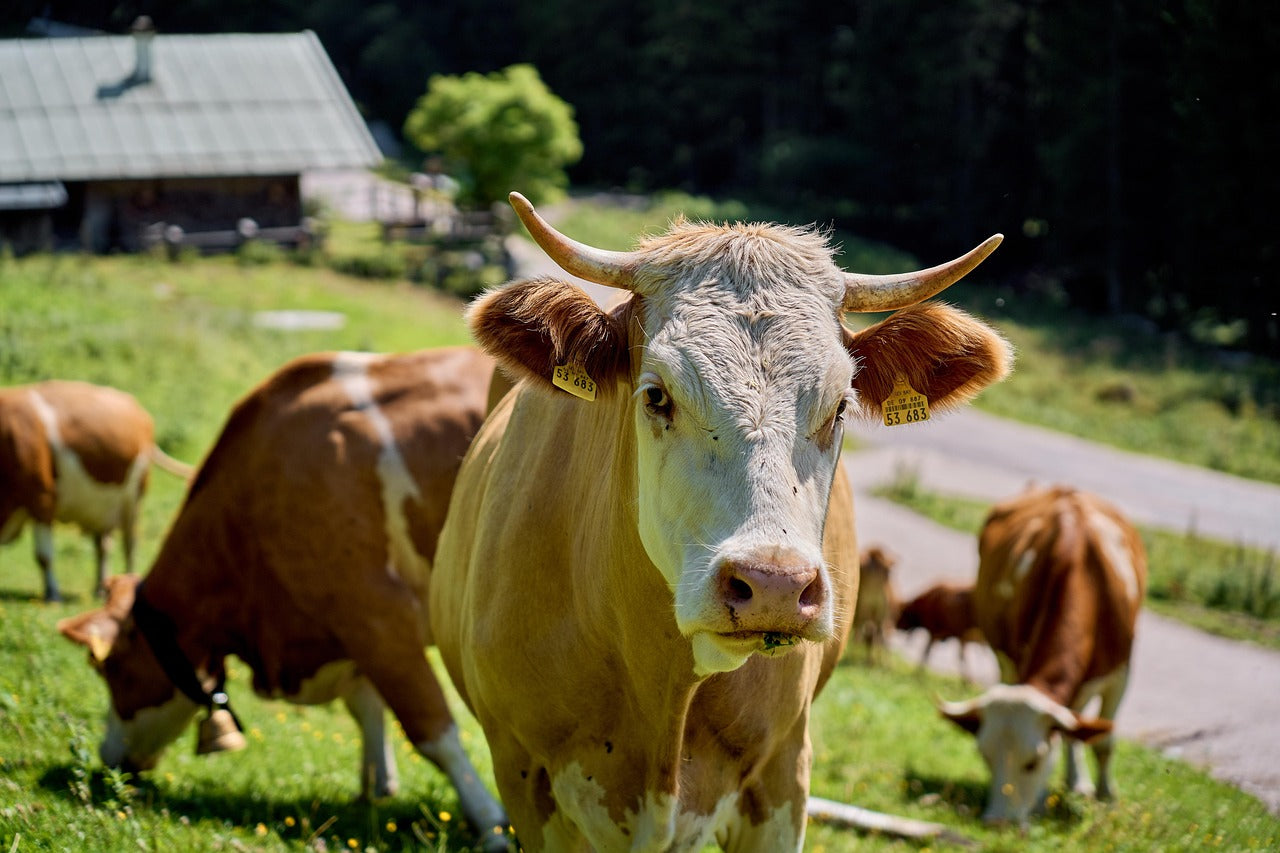 Melkkuur: Een vroeg experiment met whole foods