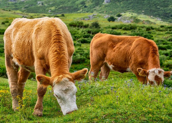 100% grasgevoerd en natuurlijk