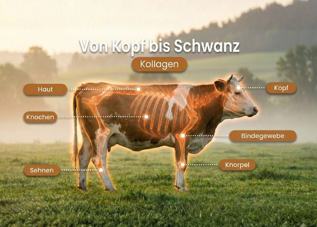 Eine pädagogische Grafik zeigt eine Kuh auf der Weide mit leuchtenden Markierungen, die kollagenreiche Körperteile wie Haut, Knochen und Sehnen auf Deutsch benennen.