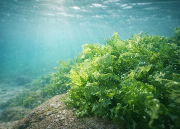 Hochwertige natürliche Herkunft
